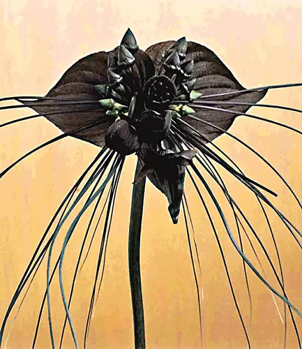 Frete Grátis + Sementes Orquidea Negra Tacca Flor Morcego