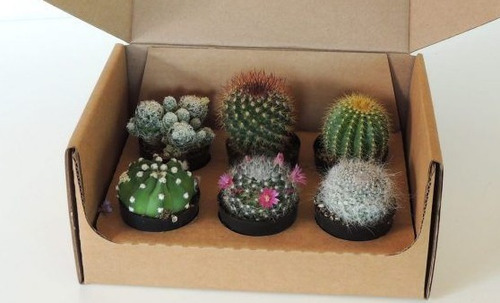 Imagen 3 de 5 de Box Regalos Personalizados Plantas Toda Ocasión