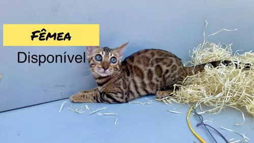 Gato Caracal  MercadoLivre 📦