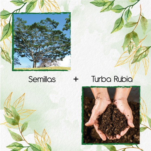 5 Semillas De Árbol Abarco + Turba De Germinación