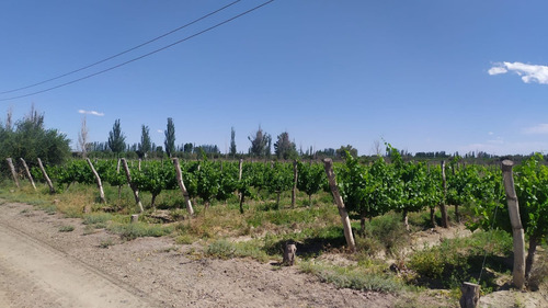 Imagen 5 de 15 de 96 Has Viñedos Y Frutales En Medrano