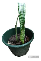 Comprar Plantas Nuevas De Espada De San Jorge Nuevas Por Unidad!!!