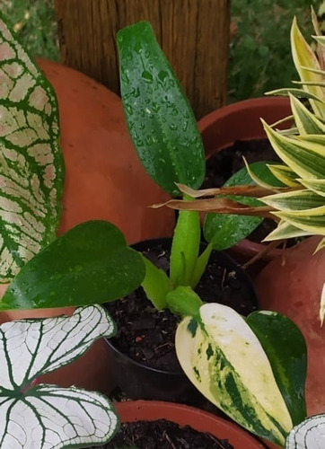Filodendro Pacová Variegata - Linda Muda - Pequena - Raro