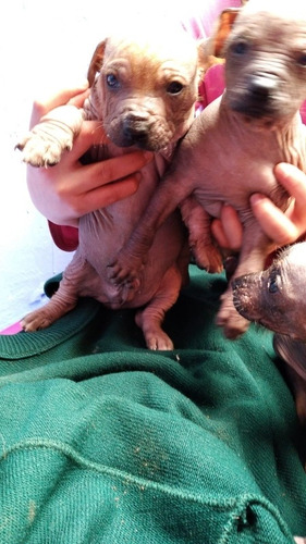 Imagen 4 de 5 de Perro Peruano