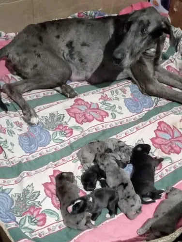 Cachorros Gran Danés .