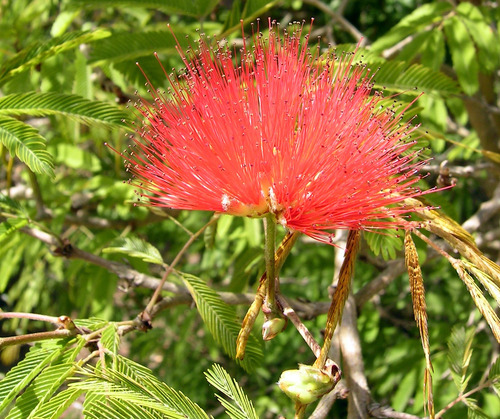 Plumerillo Rojo- Arbol Nativo - Cercos
