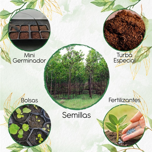 40 Semillas De Árbol Acacia Mangium+ Kit De Germinación