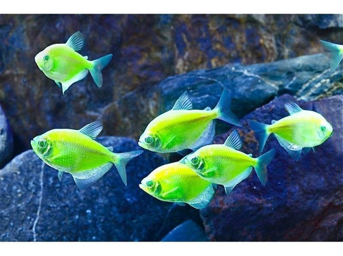 Pez Monja Fluorecente Para Acuarios