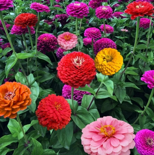 Imagen 2 de 6 de Semillas Flores Zinnias Doble Pompón X Sobre A Toda Huerta