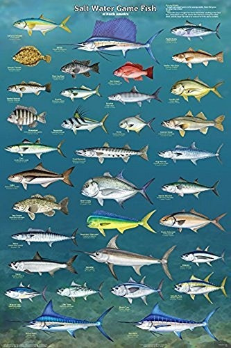 Pósteres - Picture Peddler Laminated Salt Water Game Fish Of