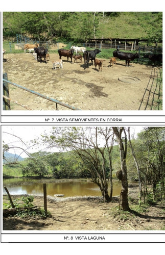 Venta De Finca Ganadera De 1000 Hectareas, Facil Acceso En Nirgua Yaracuy (salom)2