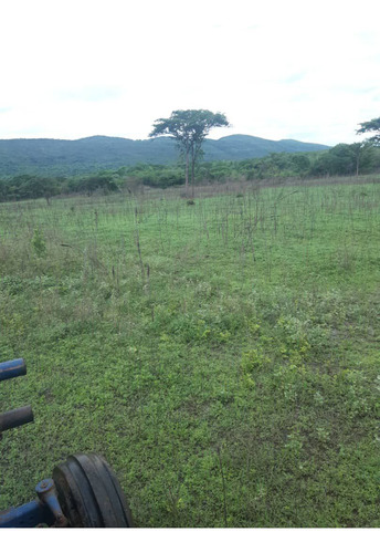 En Venta Finca En San Carlos Cojedes Asesor Carlos Daniel