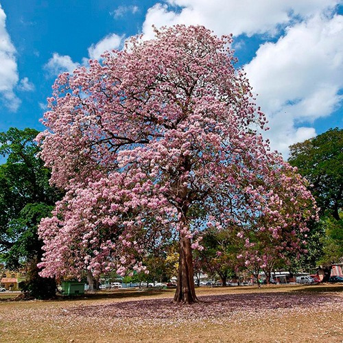 Sementes De Ipe Rosa - Tabebuia Pentaphylla - Rosea Árvore