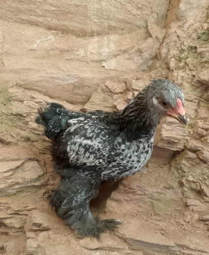 Gallos Gigante De Raza Jersey (Usado)