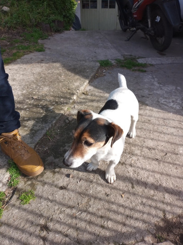 Imagen 3 de 5 de Jack Russell Servicio De Monta
