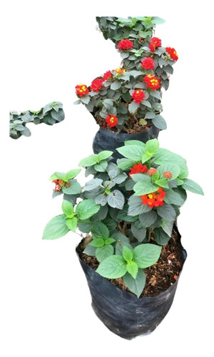 Lantanas Cuidados