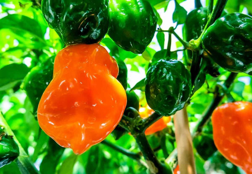 Chile Habanero Naranja!! El Más Picante!! Semillas Orgánicas
