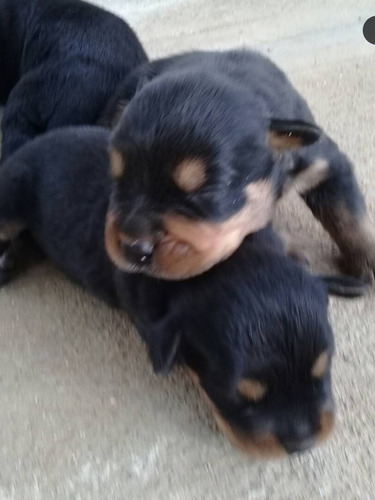 Vendo Cachorros Rottweiler 