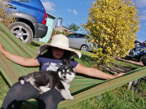 Hermosos Lobos Alaskan Malamute