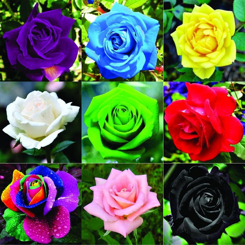 Rosa Cores Raras E Variadas Arco-íris, Negra 300 Sementes