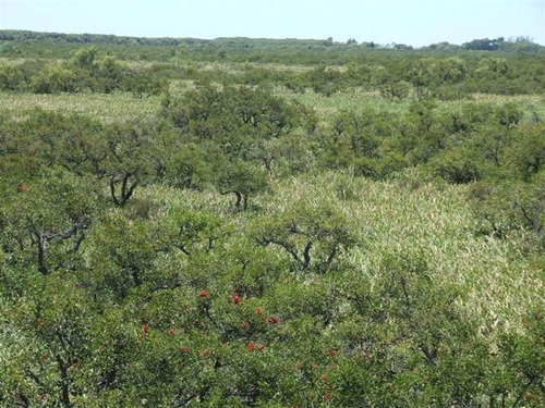 Dos Rios