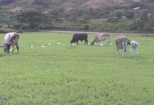 Imagen 3 de 11 de Finca En Venta El Pao La Victoria 15/9/20