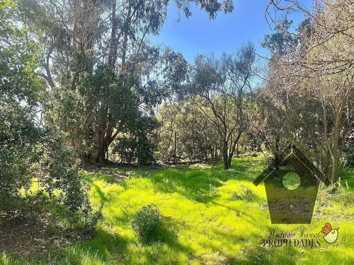 Lo Castro, Quebrada De Alvarado, Olmue. 5.000m2