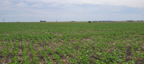 Imagen 11 de 23 de Campo Agrícola En Gualeguaychú (camino De Rojas)