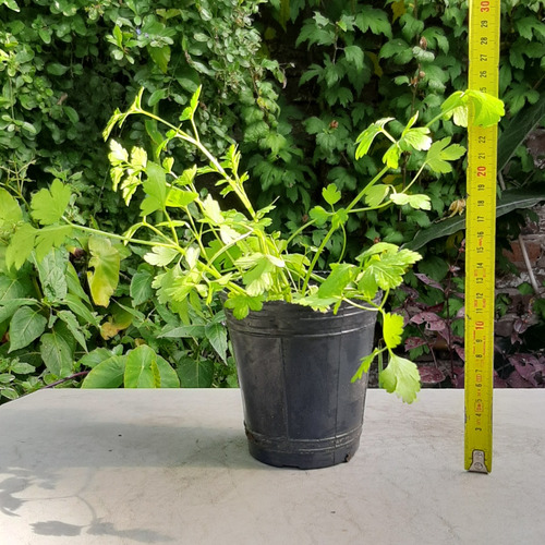 Imagen 3 de 6 de Perejil Planta Aromática Raíces Arco Iris Moron Caba