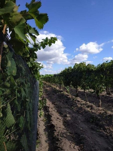 Imagen 5 de 30 de 3 Fincas Con Bodega En Venta Cañada Seca.