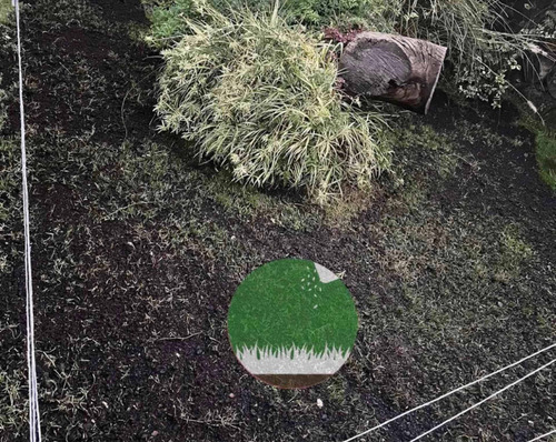 Imagen 3 de 10 de Semillas Césped Perenne - Verde Todo El Año - Envío Gratis