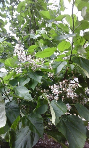 Árboles De Catalpa