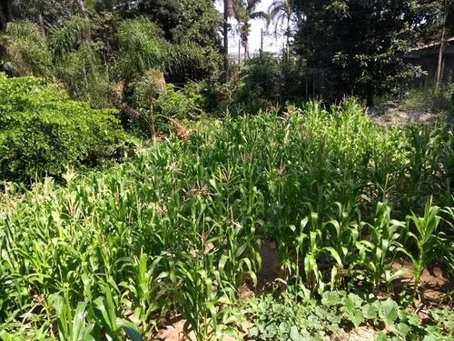 Imagem 12 de 12 de Chácara Para Venda - 10180
