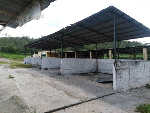 Imagen 3 de 29 de Finca Ganadera Y Agricola En Venta En Bejuma, Edo Carabobo 04121994409