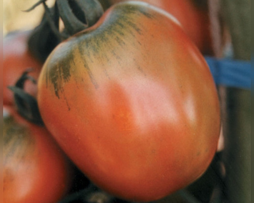 200 Sementes De Tomate Santa Cruz Kada Gigante.