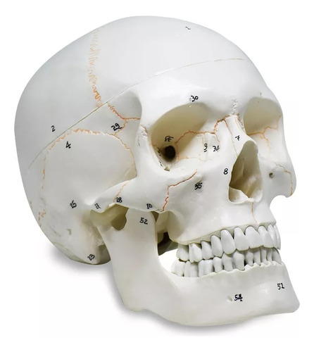 Modelo Cráneo Humano Tamaño Real 1:1 Anatomia