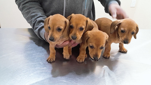 Cachorro Salchichas(hembra-macho)