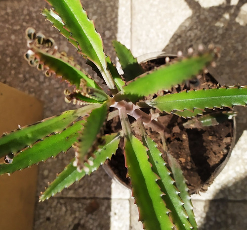 Kalanchoe Daigremontiana Aranto Planta Espinazo Del Diablo