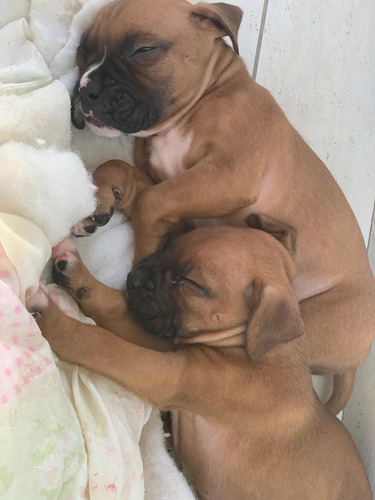 Imagem 1 de 5 de Filhotes De Boxer