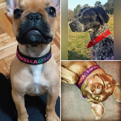 Imagen 3 de 8 de Collar Bordado Personalizado En 2 Cm De Ancho Pet Id