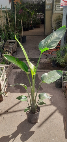 Imagen 5 de 9 de Strelitzia Nicolai (ave Del Paraíso Gigante) 15lts