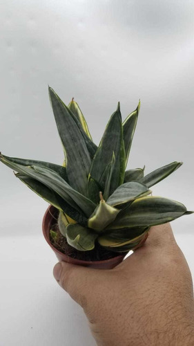 Imagen 2 de 2 de Sansevieria Hahnii Silver Planta Exotica Maceta 8