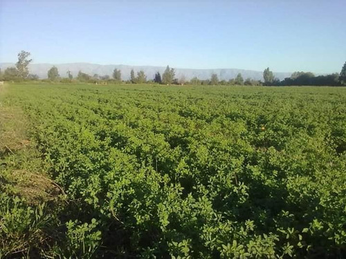 Imagen 7 de 14 de Campo En Venta De 24 Has. Con Casa.. Traslasierras