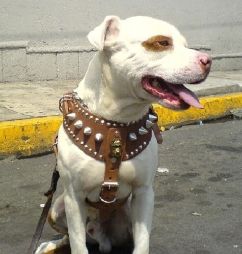 Pechera Piel Pitbull Cafe Extragrande Picos Silverado