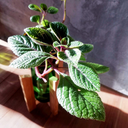 Imagen 3 de 10 de Dolar Negro Little Plant 24 Con Soporte, Maceta Autorregante