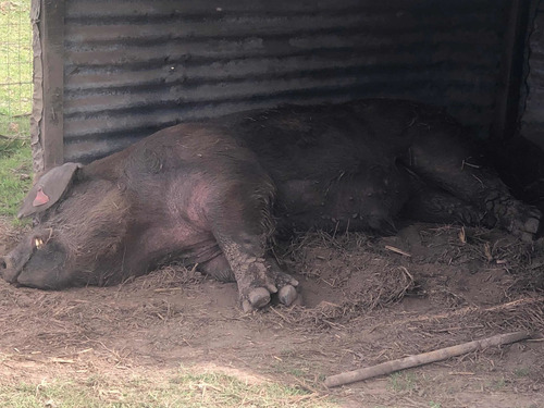Imagen 6 de 8 de Lechones, Chanchas, Chanchos, Padrillos.