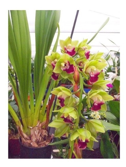 Orquidea Cymbidium Procyon (verde Pendente) Adulta | Parcelamento sem juros