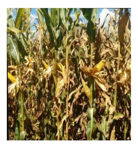 Semente De Milho De Grao1 Grao Híbrido De 5kg