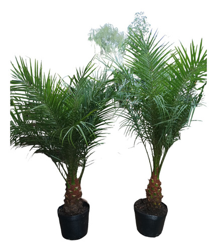 Palmera Fénix Pack 2 Unidades Envío Gratis 