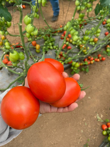Semillas Martínez / Tomate Indeterminado / Sicilia / 1m